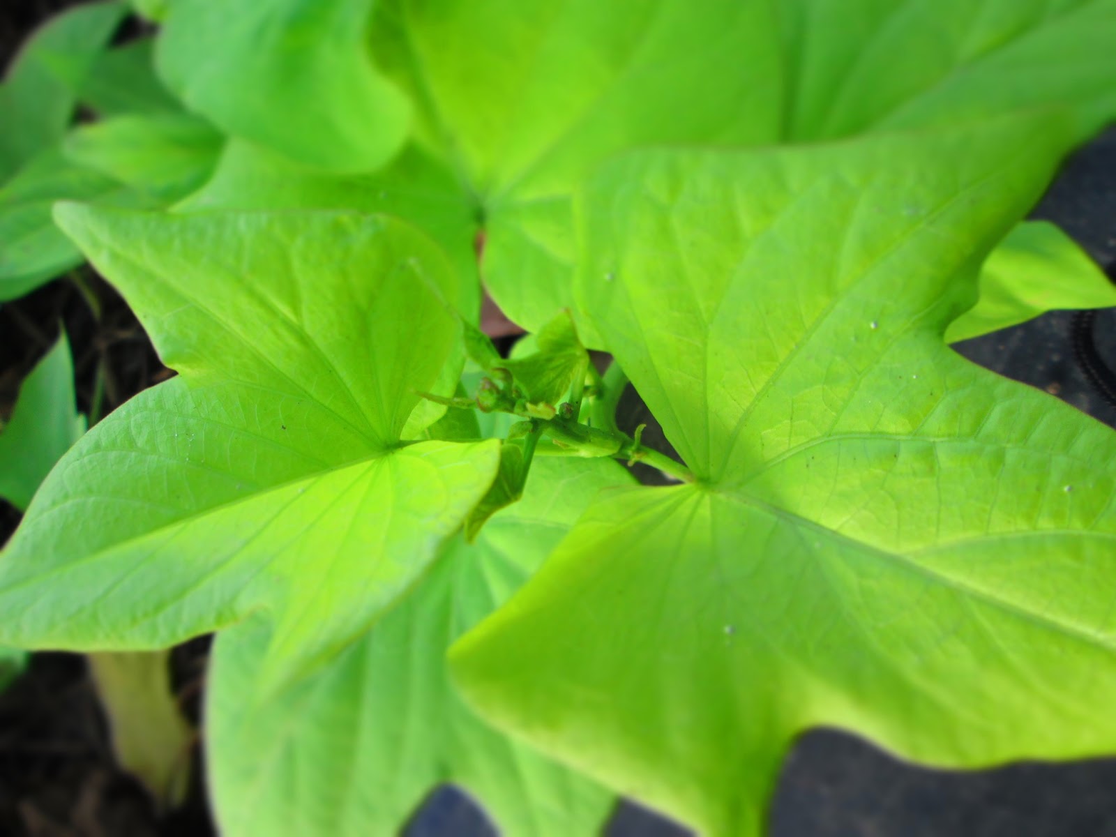 Листья батата фото Листья батата фото