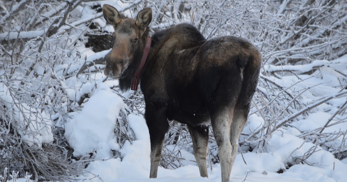 Courageous Joy Our Pet Moose