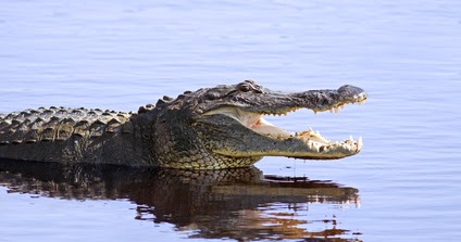 Krokodil Im Rhein