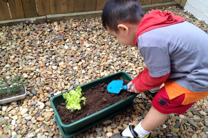 btsoi blogs Lettuce Experiment