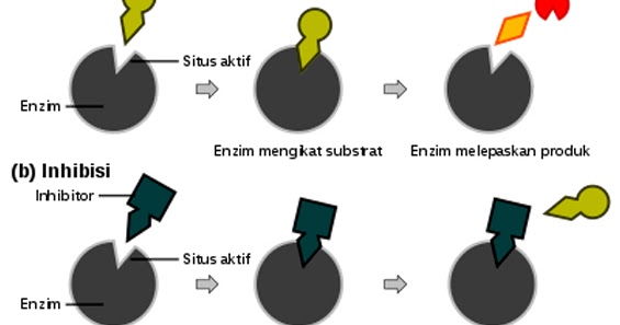 Cara Kerja Enzim, Pengertian Dan Faktor Yang Mempengaruhinya - Berbagi