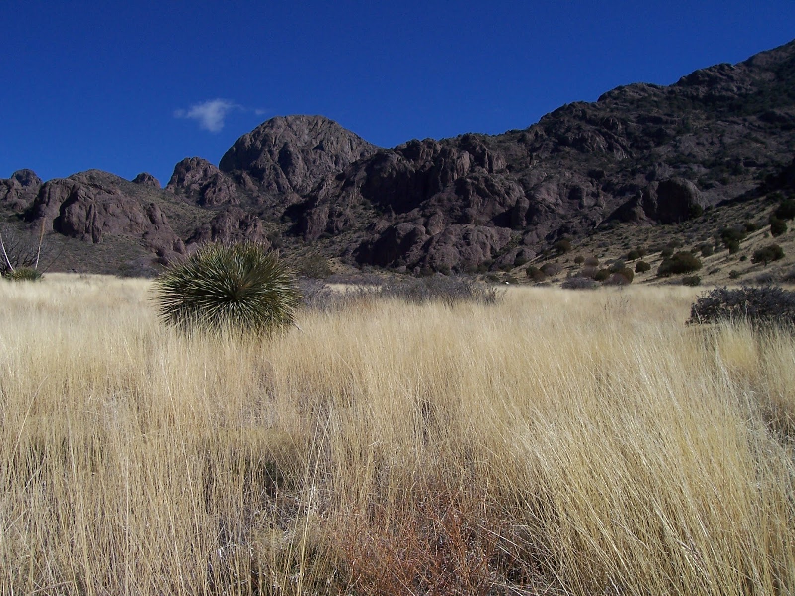 Southern New Mexico Explorer Soledad Canyon, Bar Canyon Trail Organ