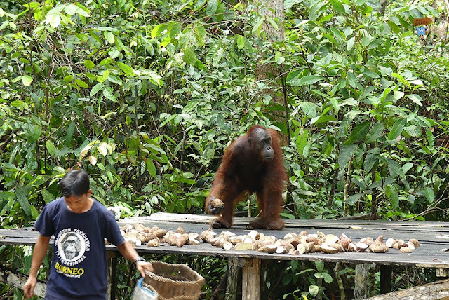 Orangutanes en Borneo