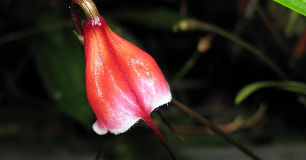 Dracula sodiroi orchid plant care and culture Travaldo�s