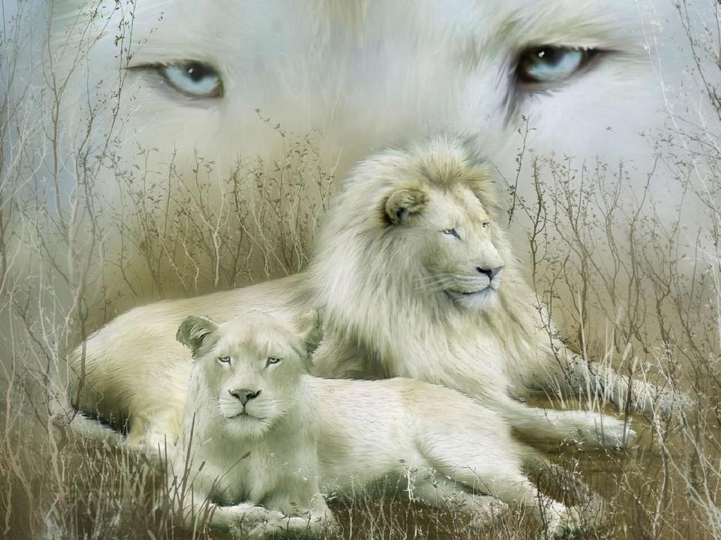 The Source For Picture Cute White Lions Hd Wallpapers