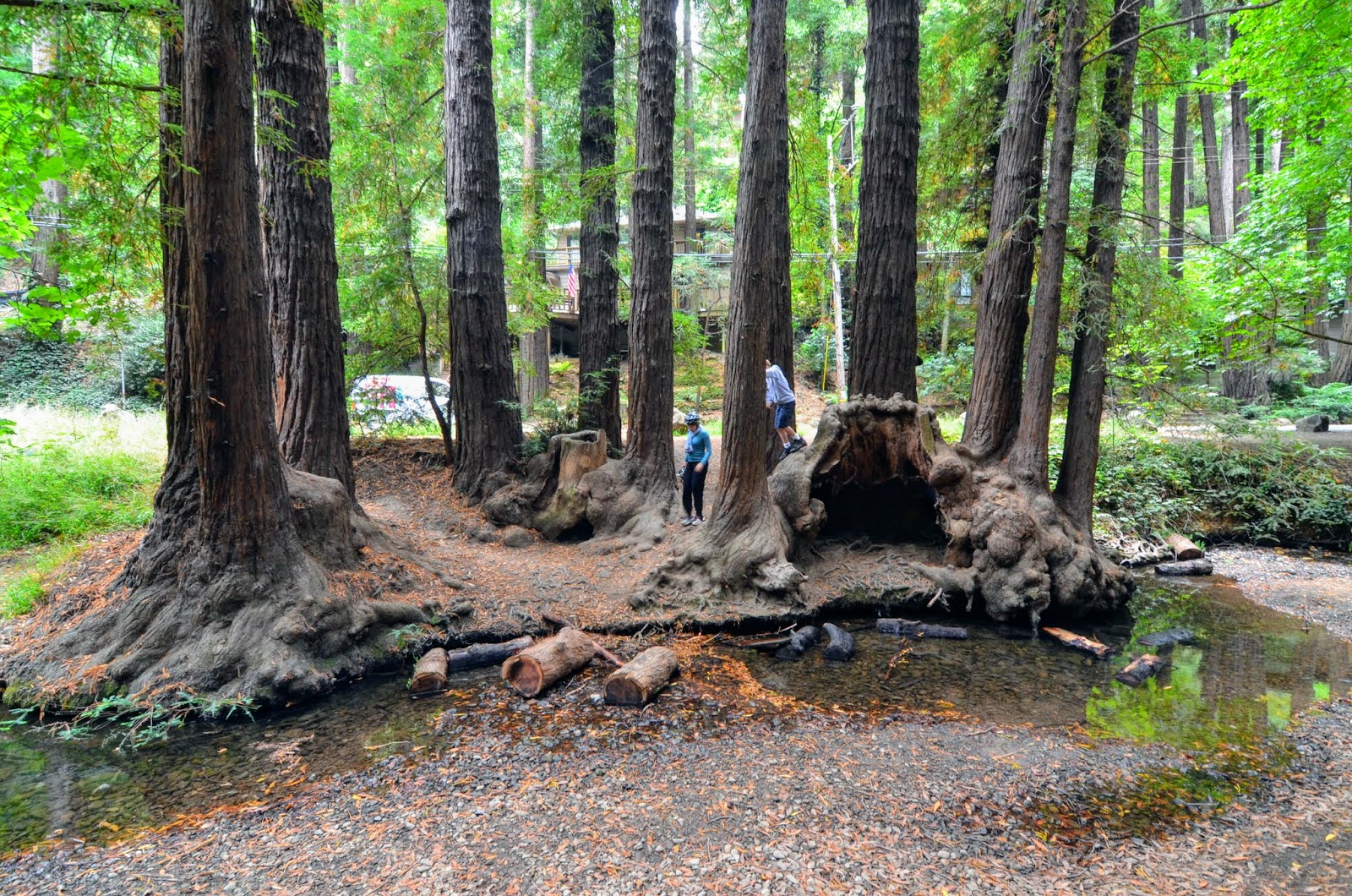 Layman's London Old Mill Park, Mill Valley, Marin County, California