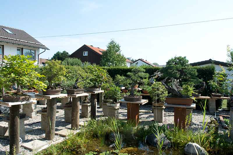 Walter Pall Bonsai Adventures Master Class at Bonsai Garden Munich 1