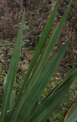 HOJAS DE LA YUCCA ALOIFOLIA