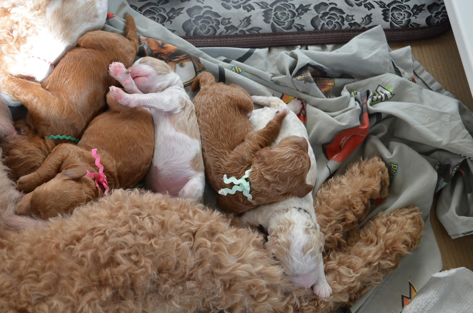 Life Blessings Dog Pile