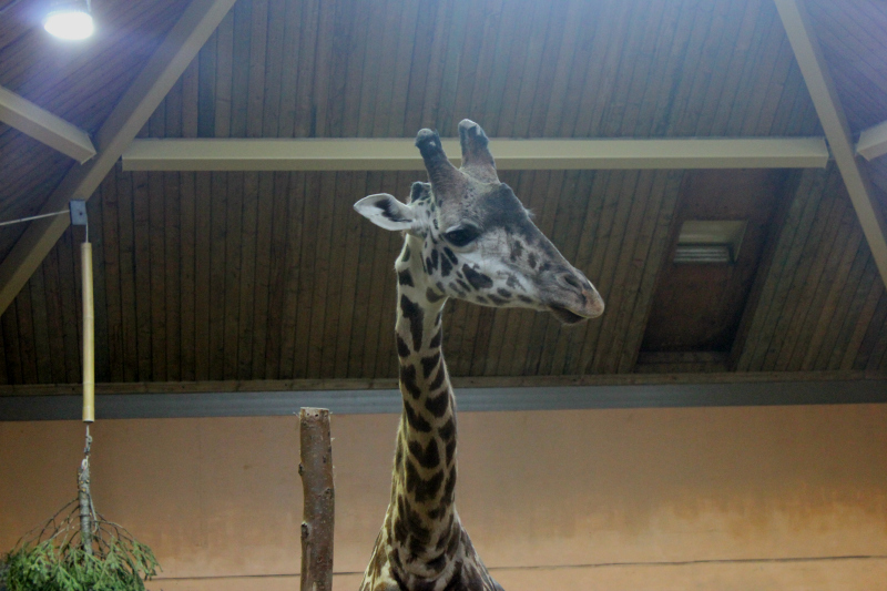 Can Dogs Go To The Toronto Zoo