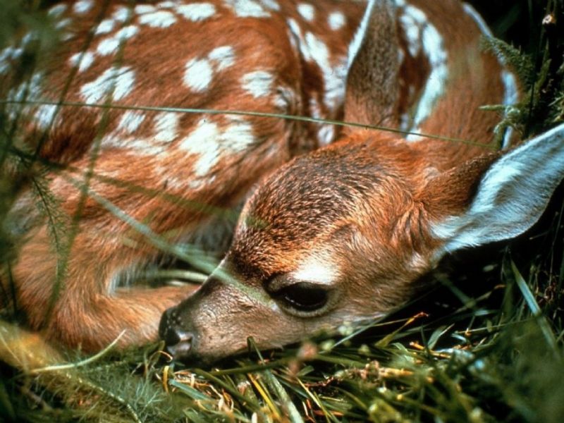 HD Wallpepars: Animals HD Wallpapers