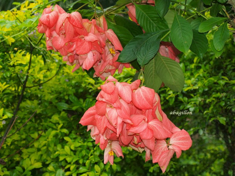 Pure Oxygen Generators Showy Flower Parts