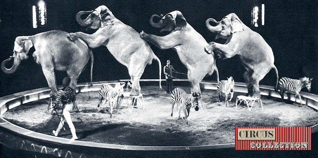 Zèbres et éléphant dans le manège du cirque 