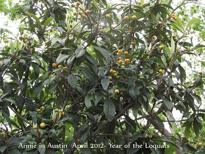 Annieinaustin, loquat has fruit
