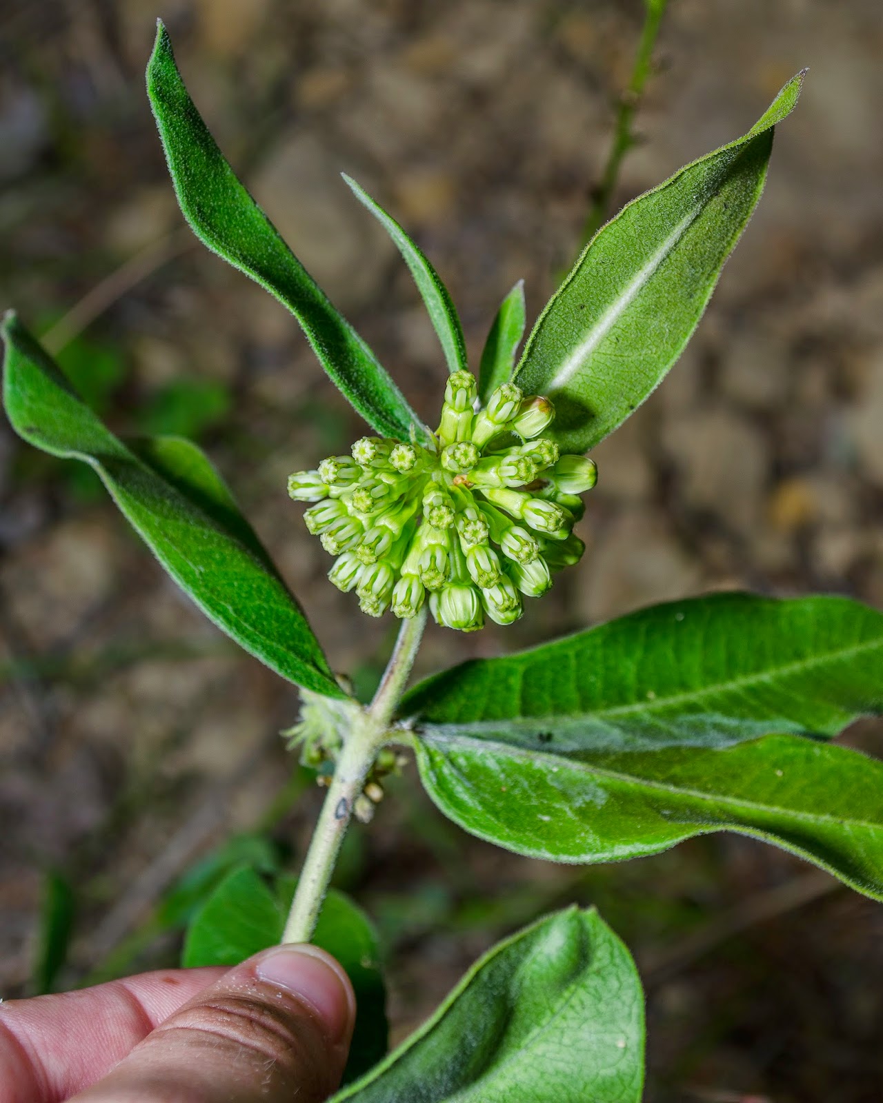 Green Milkweed, Asclepias viridiflora