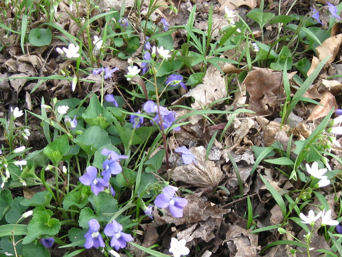 风居住的地方 春夏花志1