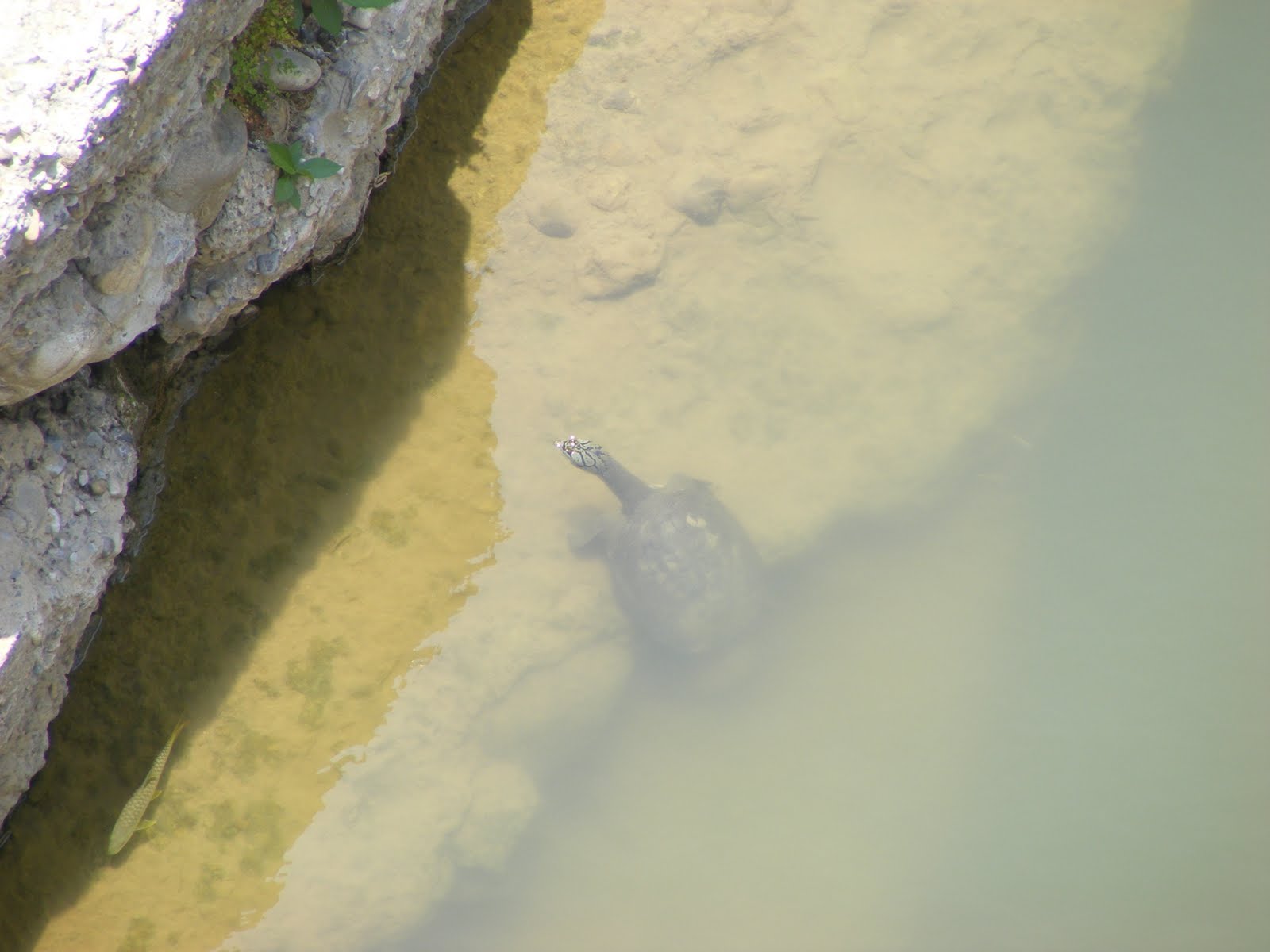 THE WILDLIFE CHRONICLES: Important Population of Ganges Soft Shell Turtle