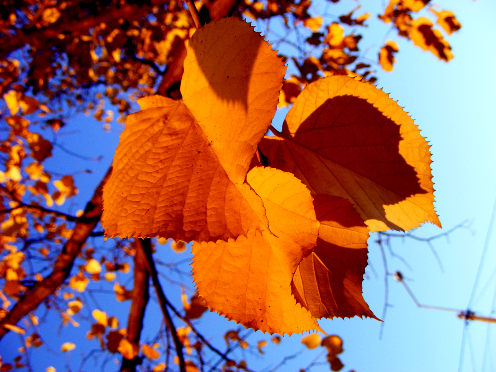 осень листья природа крупный план деревья оранжевые бесплатно