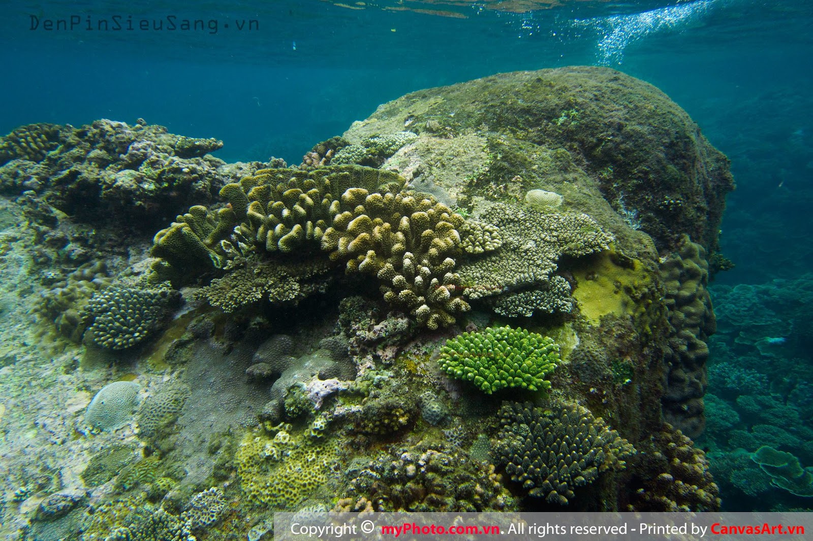 Những hình ảnh san hô đẹp dưới biển được chụp bởi Jimmy Teo ...