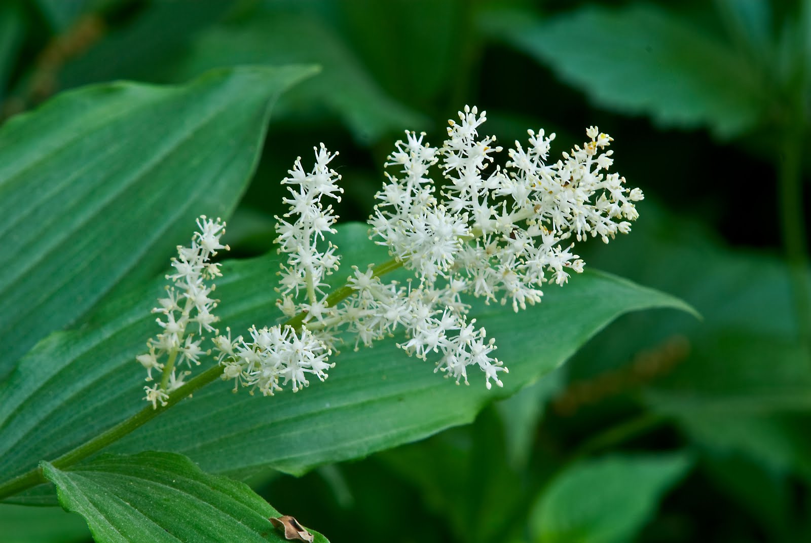 Indiana Plant A Day Feathery False Lily of the Valley
