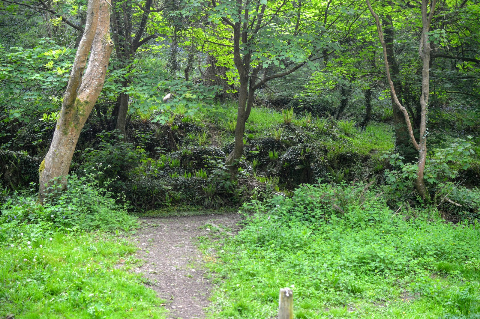 Castle Pill Woods, Milford Haven, Pembrokeshire countrykids Diary of