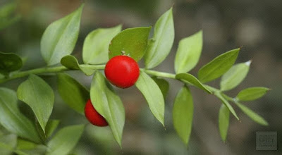 Ruscus aculeatus - плодове по листата Ruscus-aculeatus-22