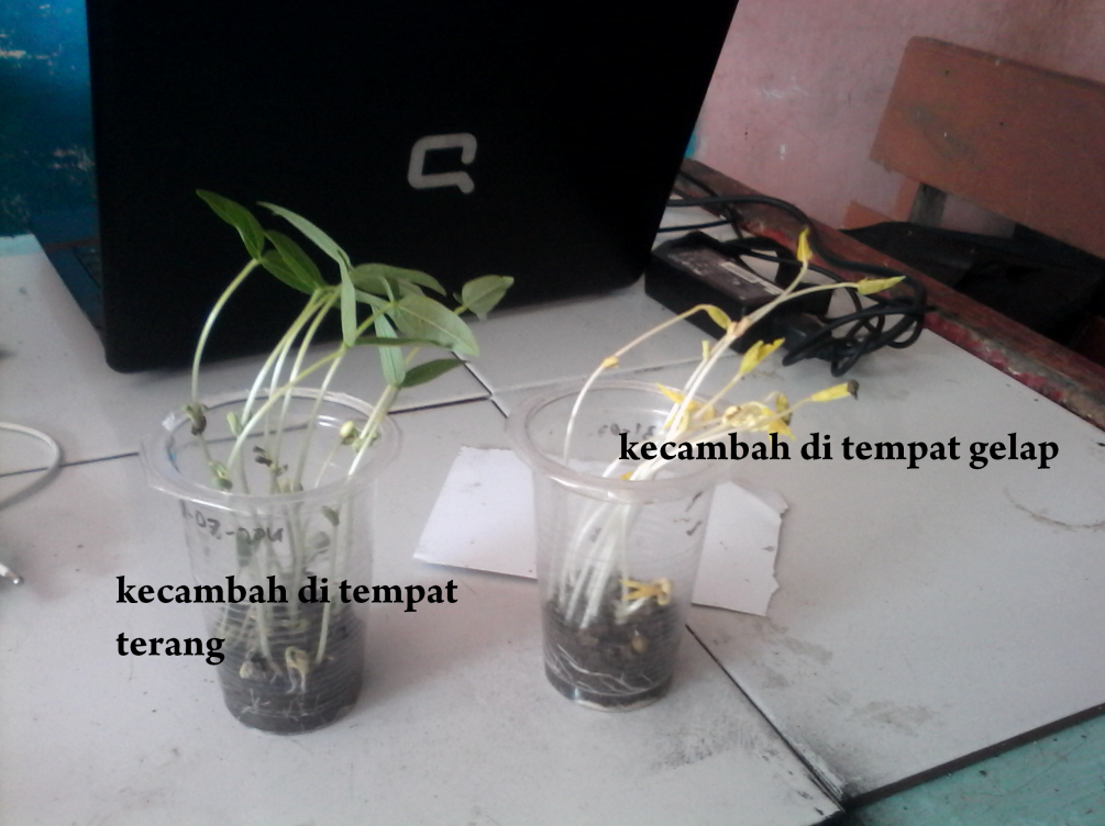 Laporan Praktikum Biologi "Perkembangan dan Pertumbuhan" | HowBee