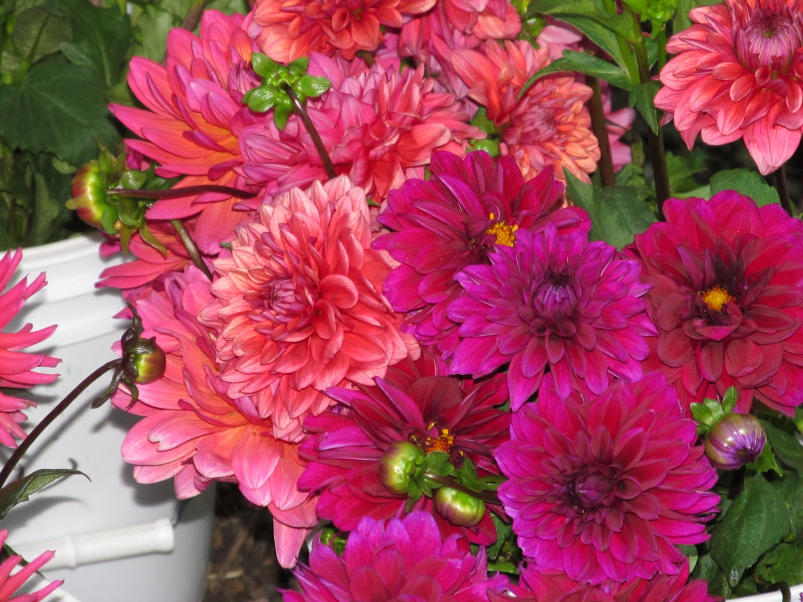 Dahlia Cut Flowers For Sale / The Best Dahlias for Cut Flowers Farmer