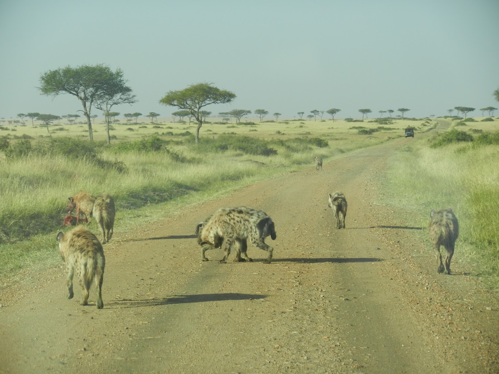 Notes From Kenya MSU Hyena Research July 2017