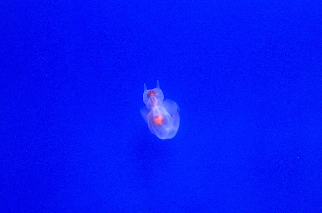 網走の流氷館では流氷のない時期でも流氷とクリオネを見れる H ミライノシテン