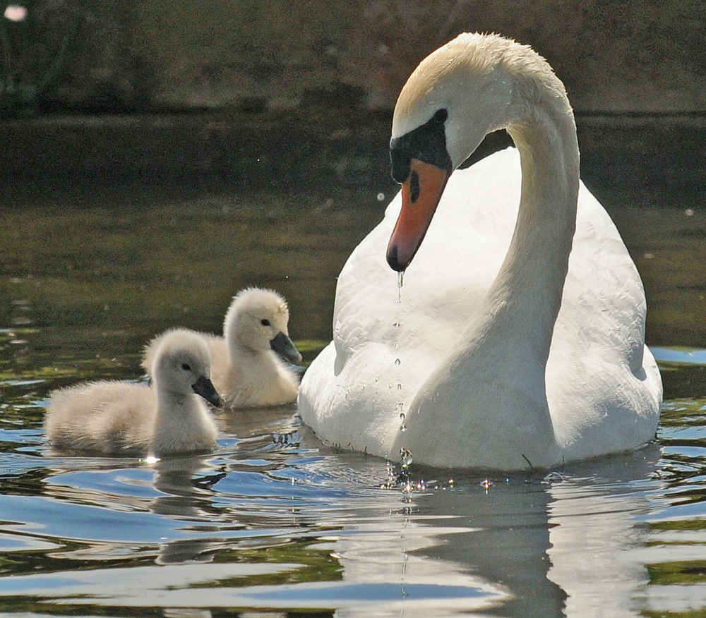 Brian Rafferty...Wildlife Photographer Swans and