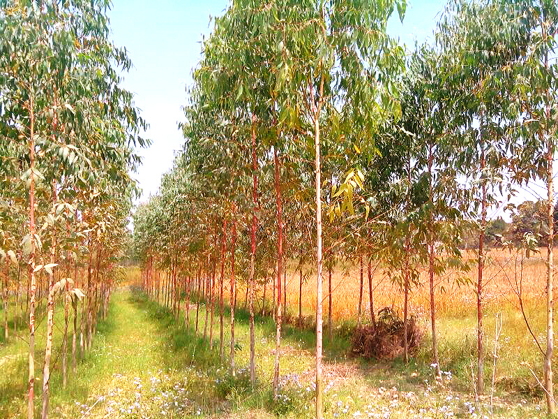 Eucalyptus plant supplier