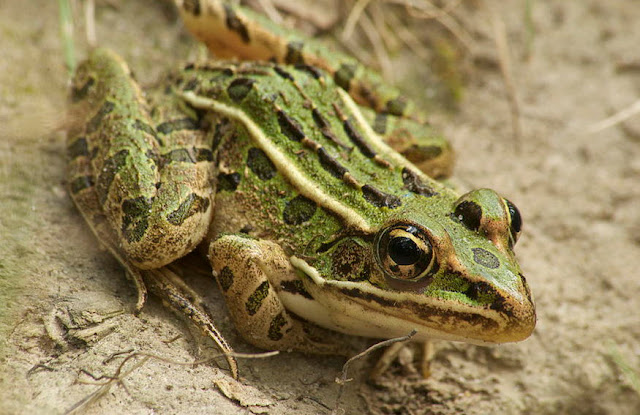 Leopard Frog - Facts, information and pictures 8 Leopard Frog - Facts, information and pictures 7