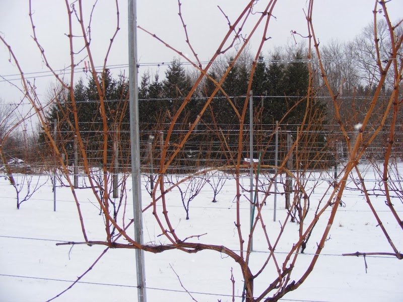 Granville Gardens Vineyard