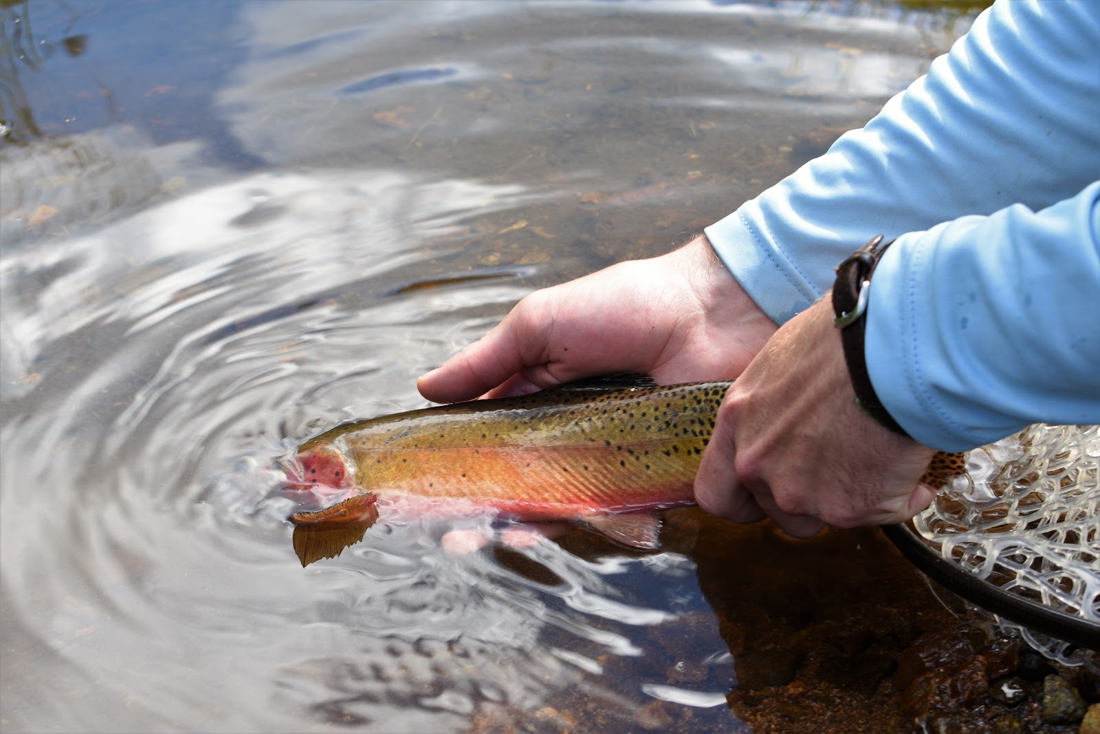 Looknfishy Fly Fishing Southwest Colorado The Conejos Drainage