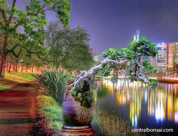 Seni & Filsafat Gaya Bunjin Dalam Bonsai