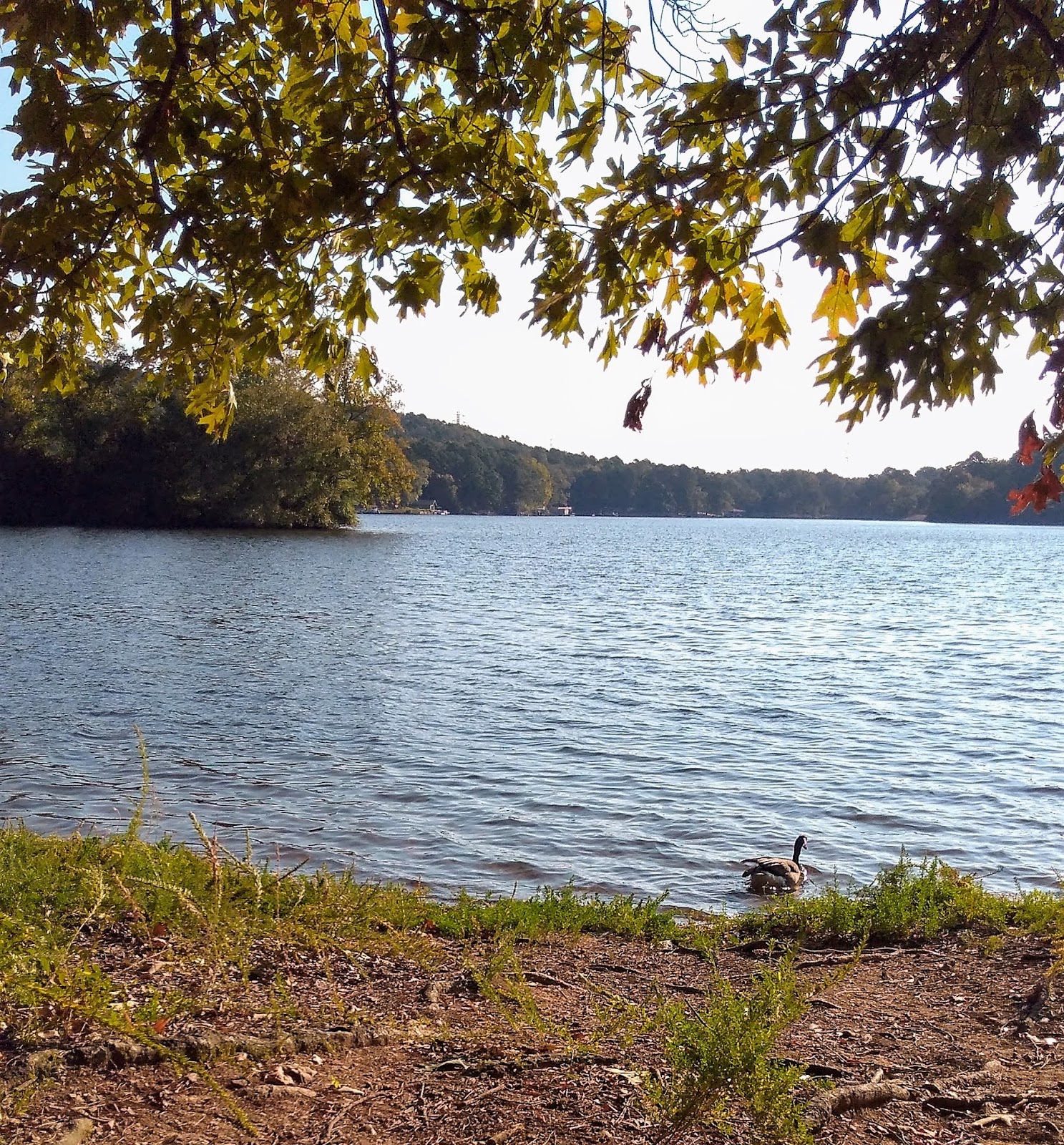 Living Rootless Arkansas Lake Catherine State Park, Part 3 Squeaks