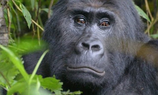 Wildlife Conservation Society WCS Gorila Simio Gorila de Grauer Congo