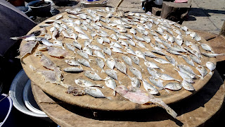 Fishes are sunbathing in Cape Coast