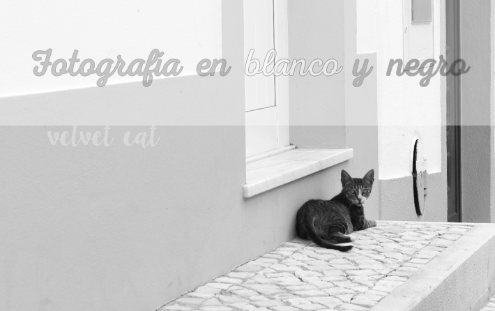 fotografía blanco y negro gato