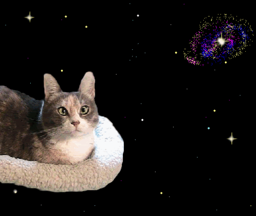 cat-magic-carpet-bed-catiewayne-dot-com.
