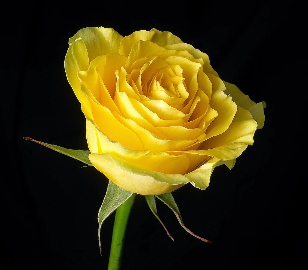 beautiful yellow rose flower