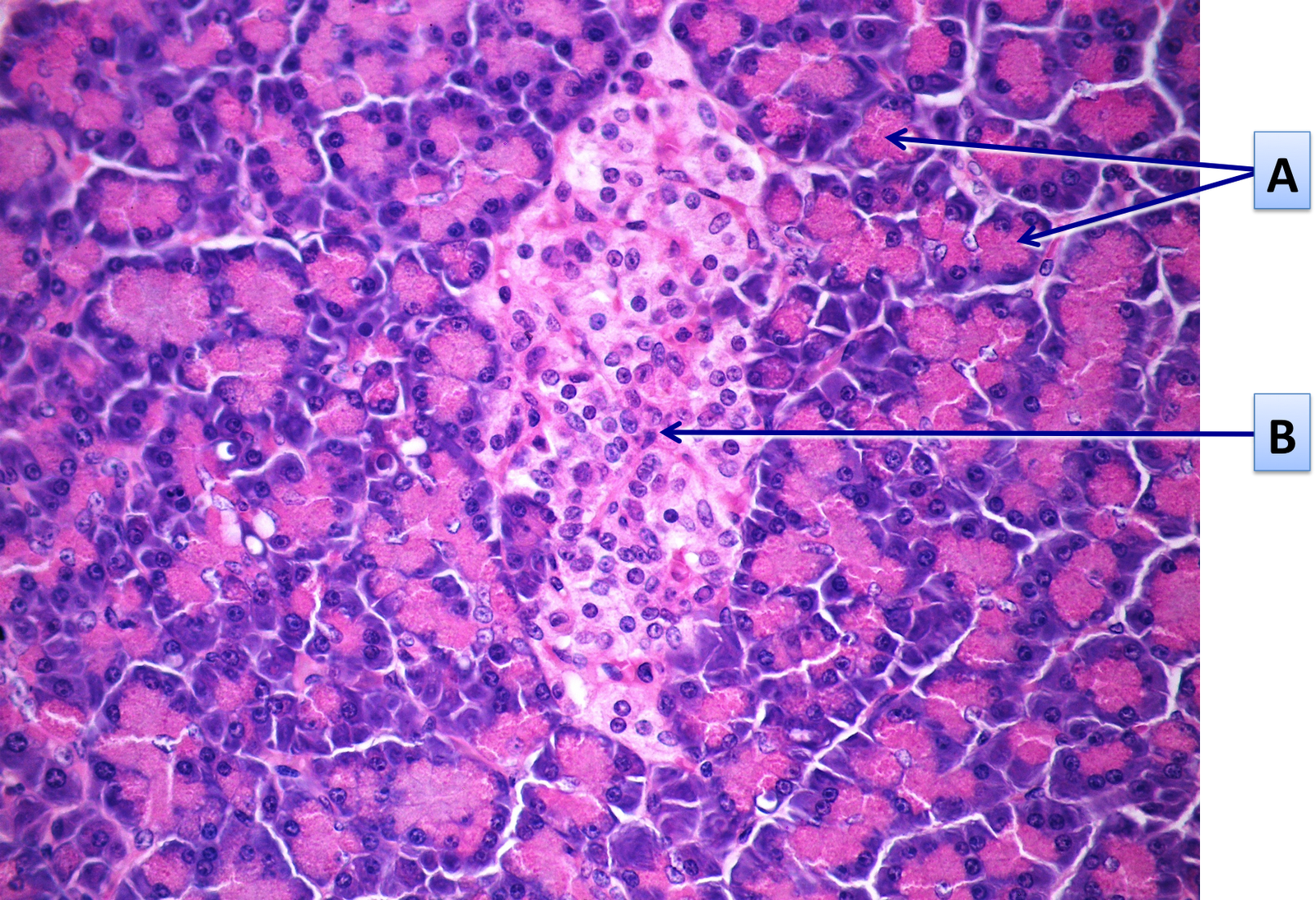 Celulas Delta Do Pancreas