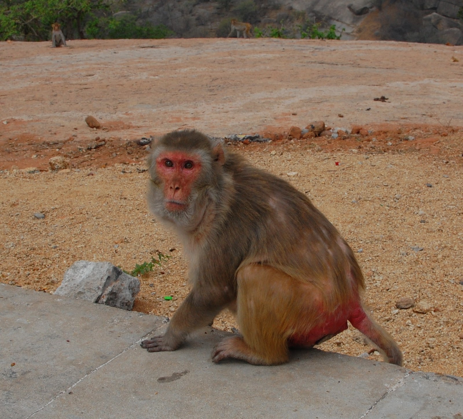 Blogspot Rhesus Macaque Monkey Puzzle Blog: Rhesus Macaque