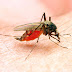 WAGNER FAGUNDES: Malária no Litoral