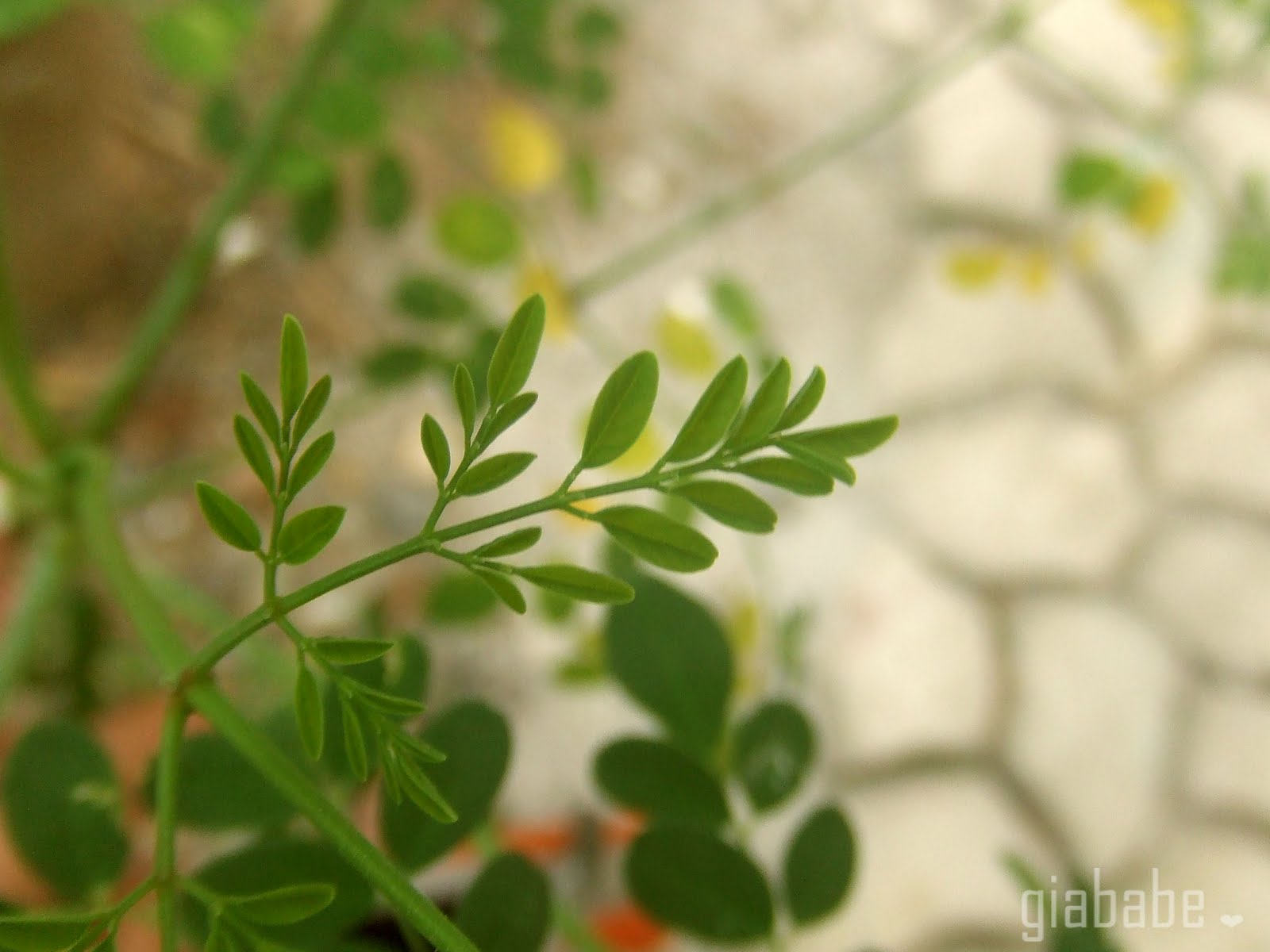 giababe Health Benefits of Malunggay Leaves