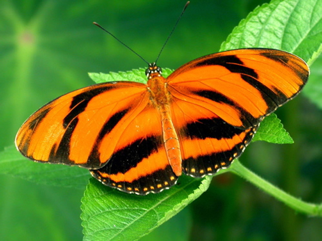 Бабочка черно оранжевая. Геликонида фетуза. Оранжевая бабочка. Тропическая бабочка черно оранжевая.