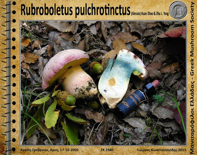 Rubroboletus pulchrotinctus (Alessio) Kuan Zhao & Zhu L. Yang