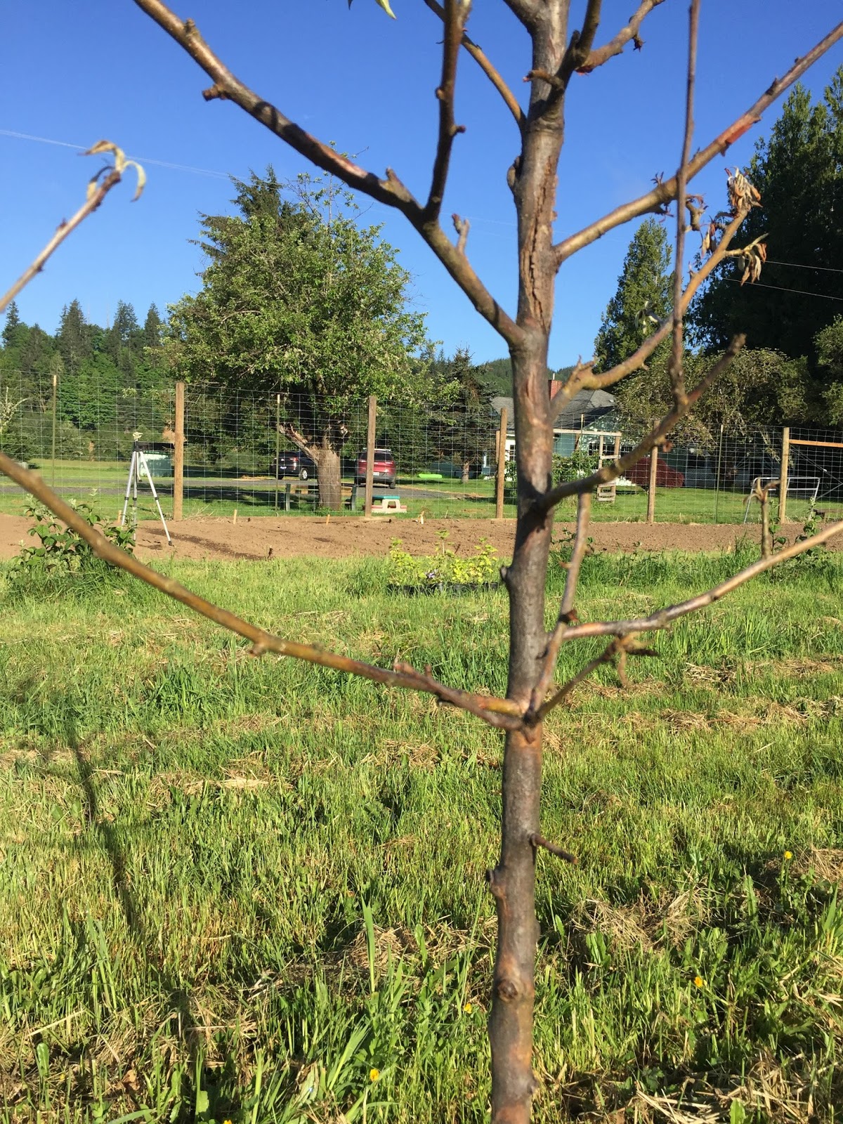 Escallonia Hedge Stock Photos Escallonia Hedge Stock Images Alamy