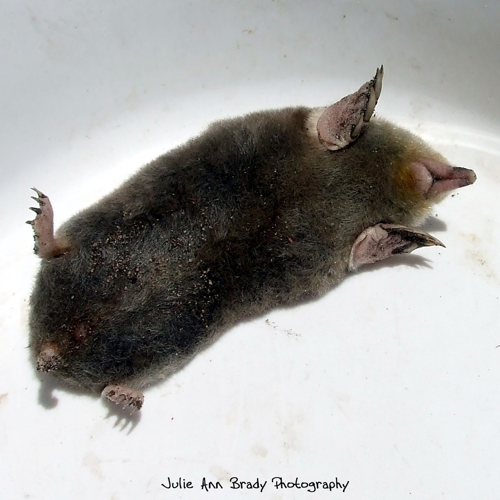 Eastern Mole